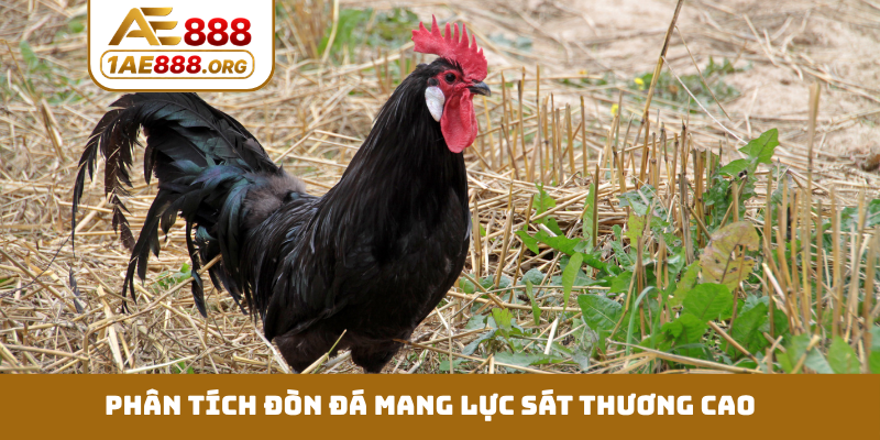 Phân tích đòn đá mang lực sát thương cao