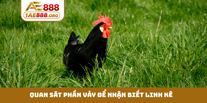 Quan sát phần vảy để nhận biết linh kê