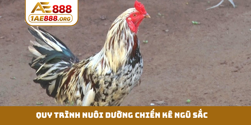 Quy trình nuôi dưỡng chiến kê ngũ sắc