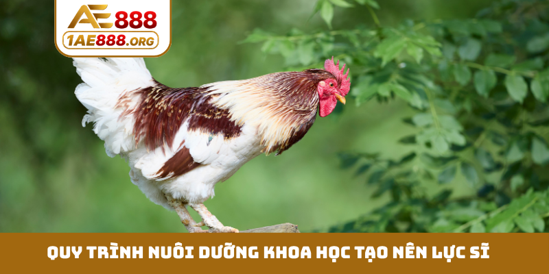 Quy trình nuôi dưỡng khoa học tạo nên lực sĩ