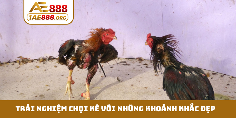 Trải nghiệm chọi kê với những khoảnh khắc đẹp