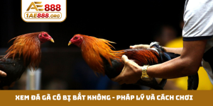 Xem đá gà có bị bắt không