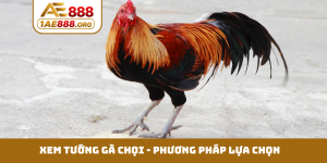 Xem tướng gà chọi